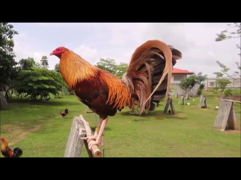 how to breed gamefowl